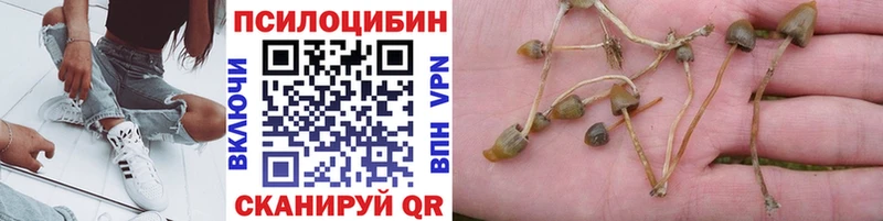 хочу наркоту  Севастополь  Псилоцибиновые грибы GOLDEN TEACHER 